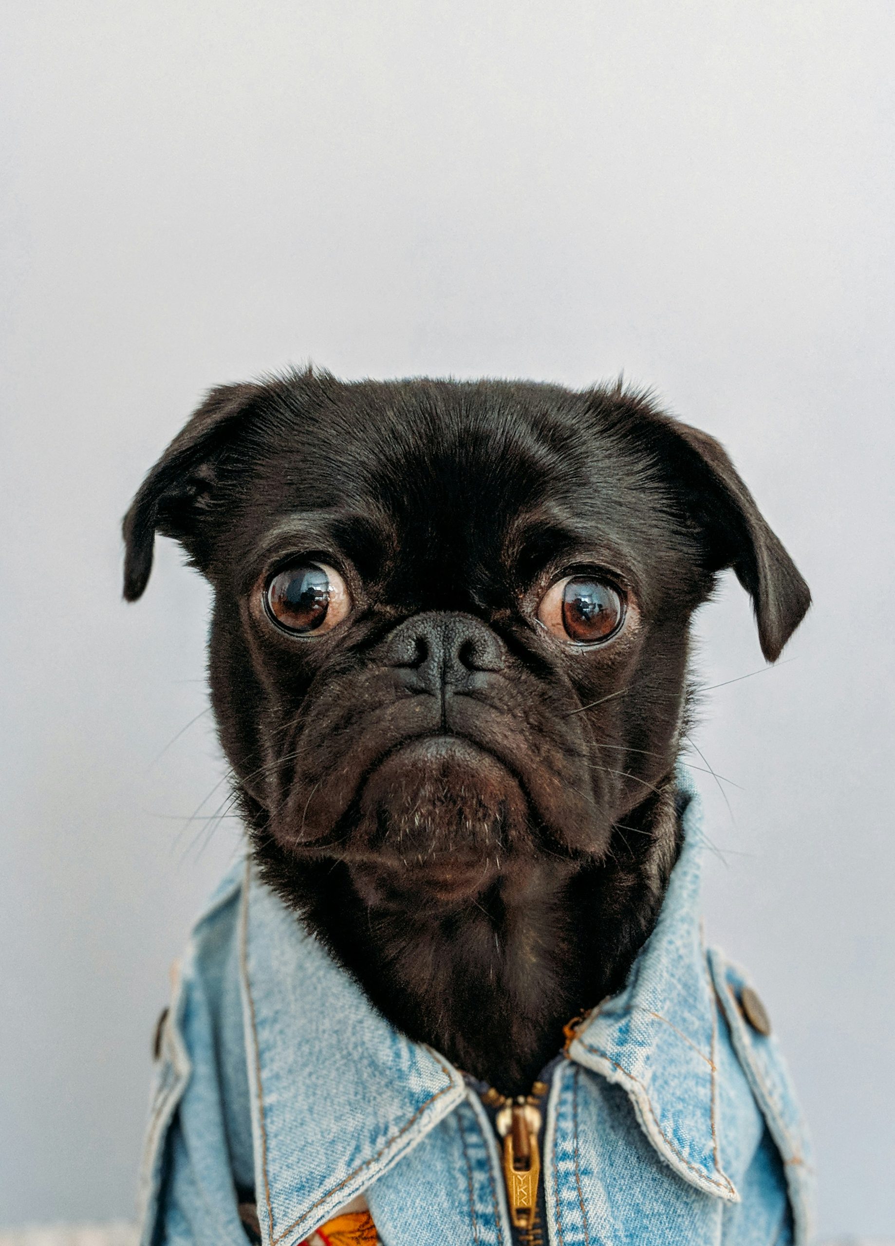 Caine confuz